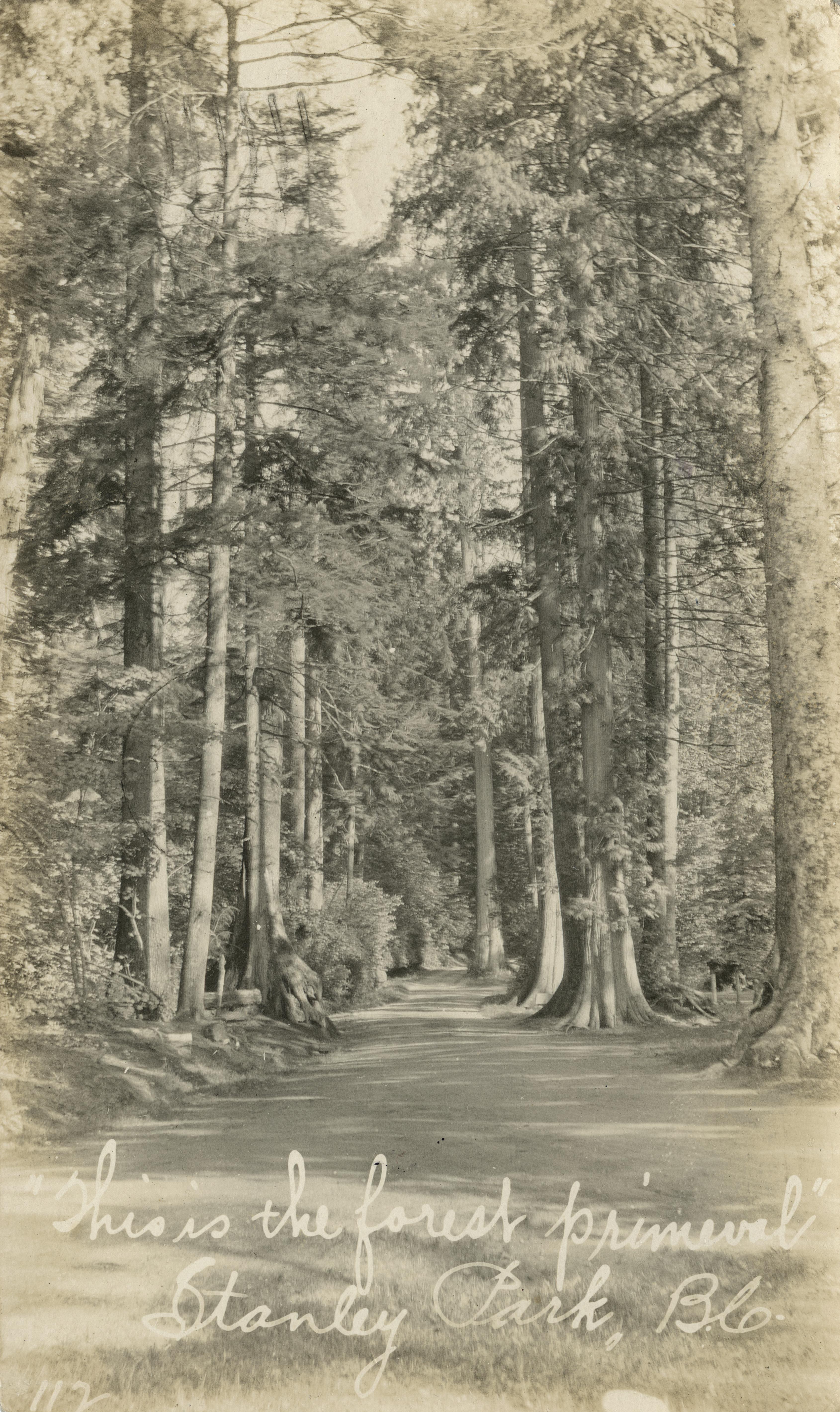 "This is the forest primeval"