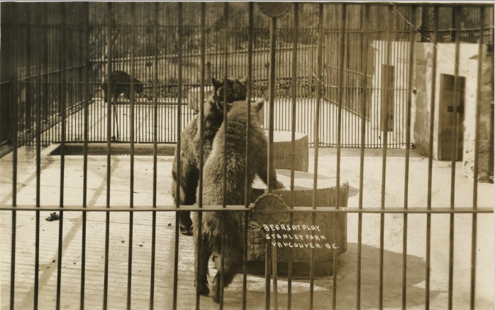Bears At Play, Stanley Park, Vancouver, B.C.