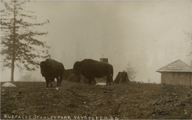 Buffalos, Stanley Park, Vancouver, B.C. | 1904 Buffalos, Stanley Park, Vancouver, B.C.