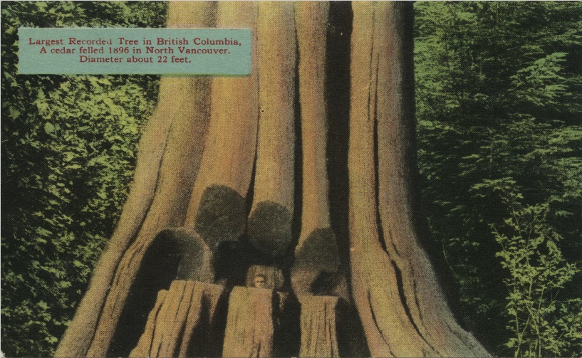 Largest Recorded Tree | 1896 Largest Recorded Tree