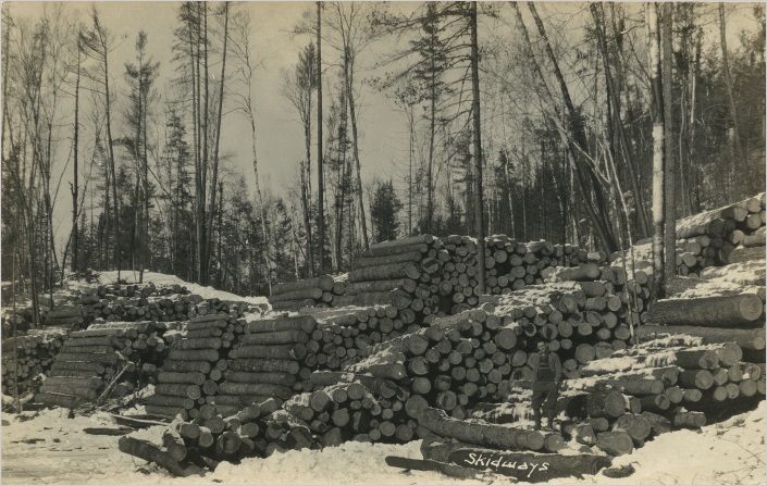 [View of cut logs]